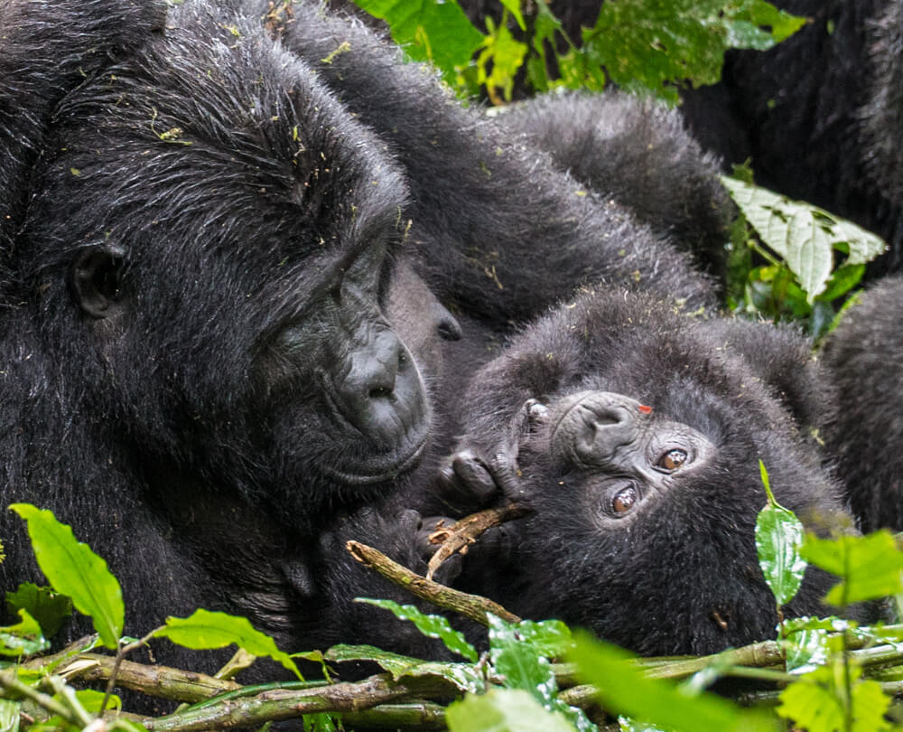 how to go gorilla trekking in uganda