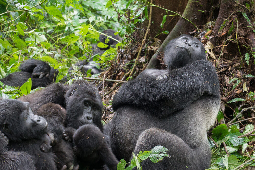 how to go gorilla trekking in uganda