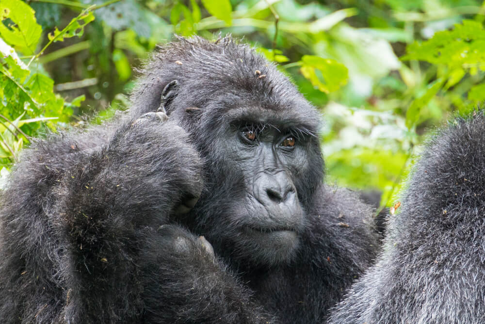 how to go gorilla trekking in uganda