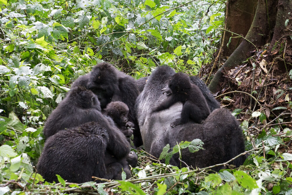 how to go gorilla trekking in uganda