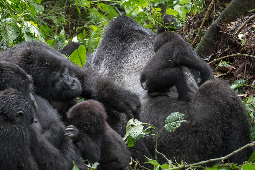 how to go gorilla trekking in uganda