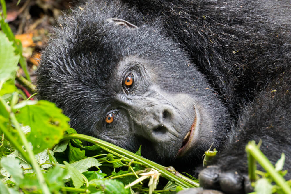 how to go gorilla trekking in uganda