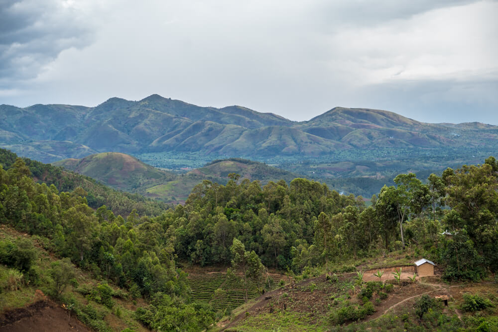 how to go gorilla trekking in uganda