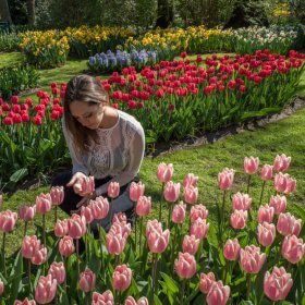 tulips amsterdam