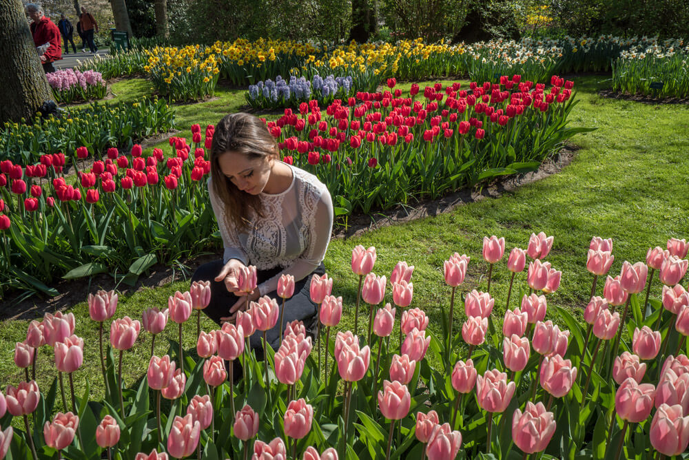 tulips amsterdam