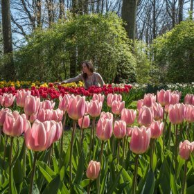 keukenhof tulips