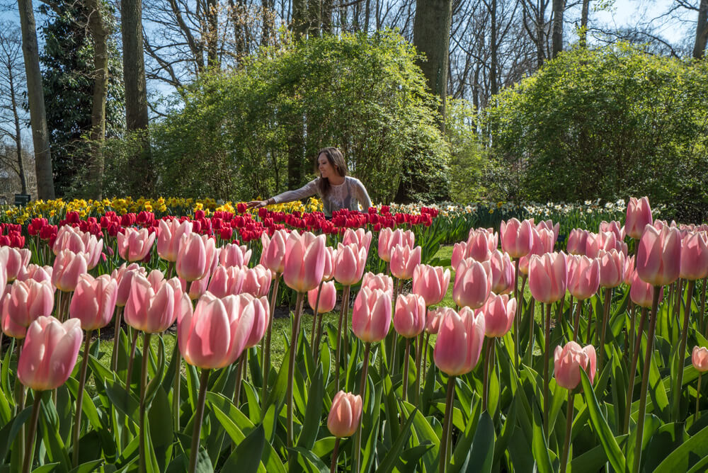 keukenhof tulips