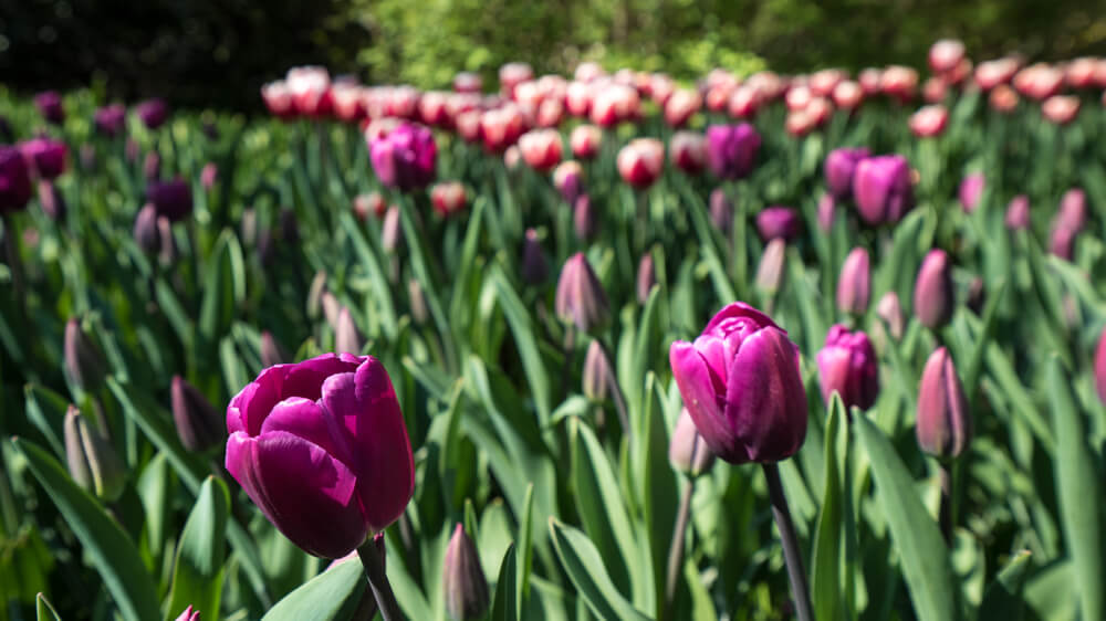 tulips in amsterdam