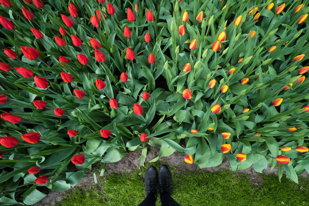 tulips in amsterdam