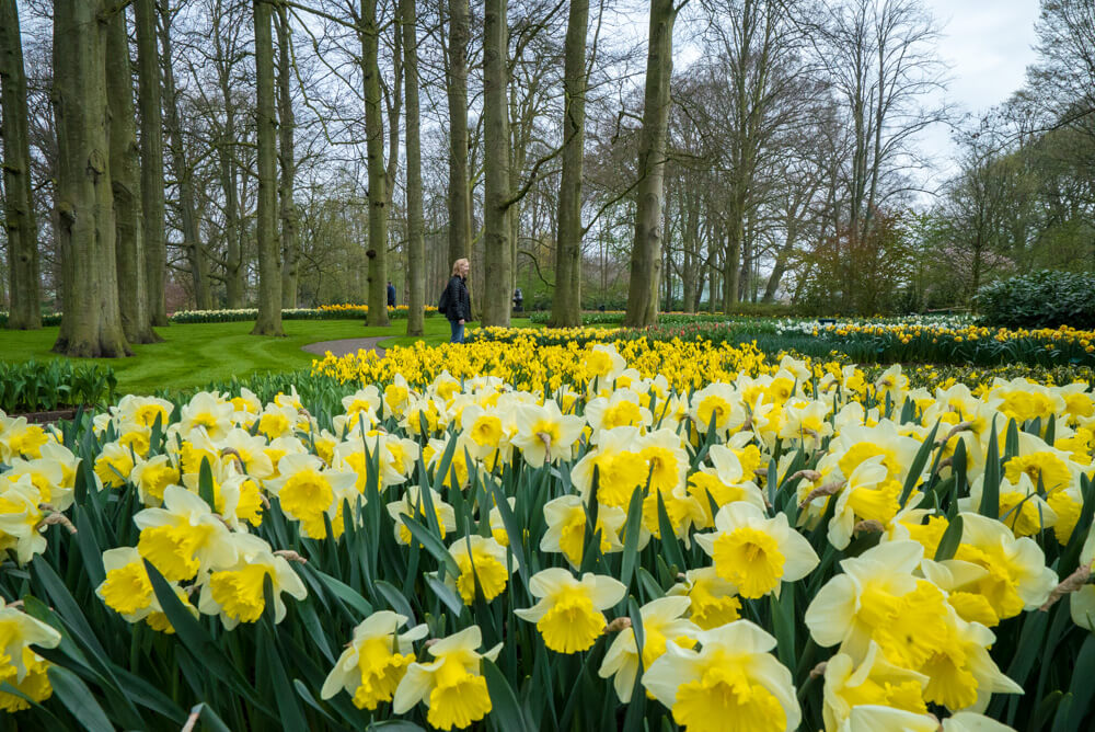tulips in amsterdam