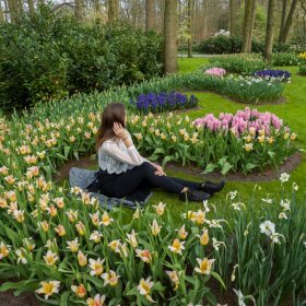 tulips holland