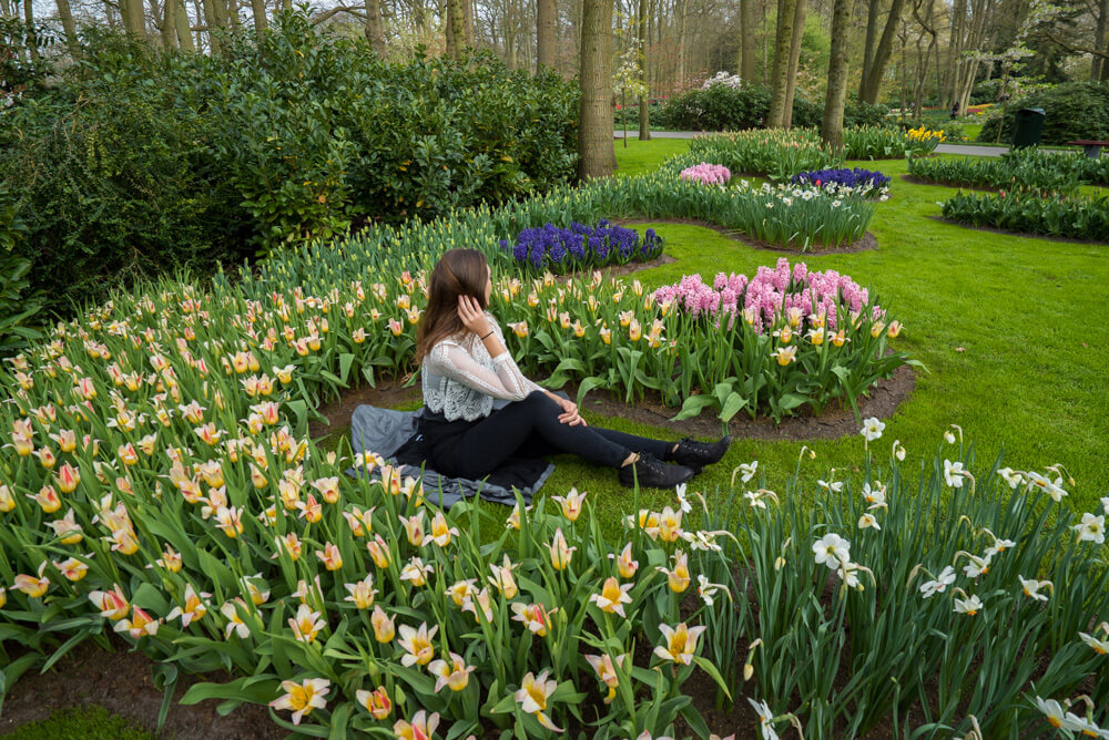 tulips in amsterdam