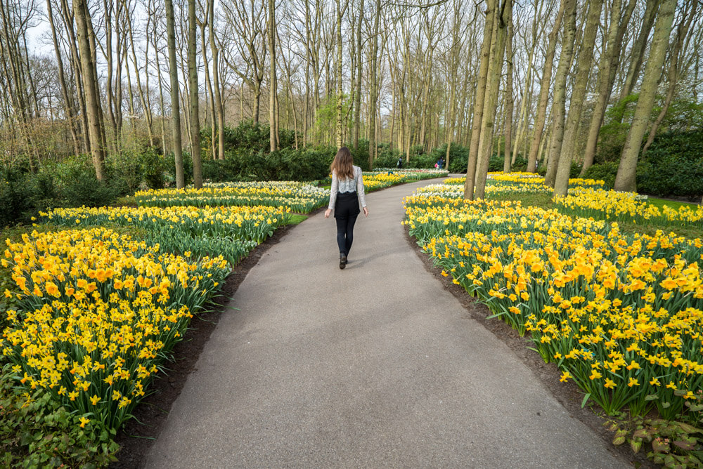 tulips in amsterdam