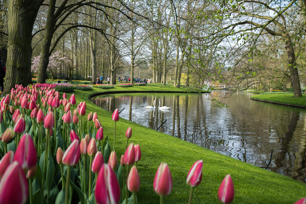 tulips in amsterdam