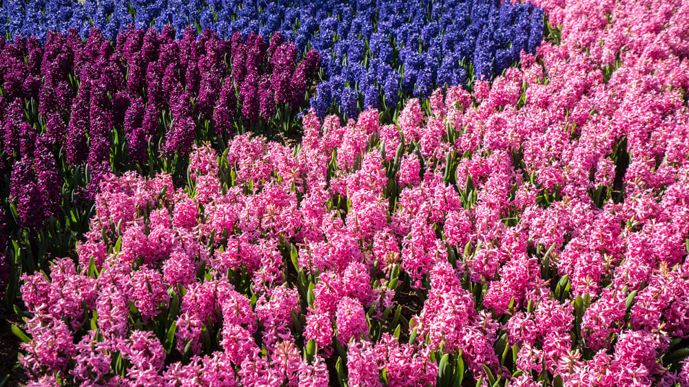 tulips in amsterdam