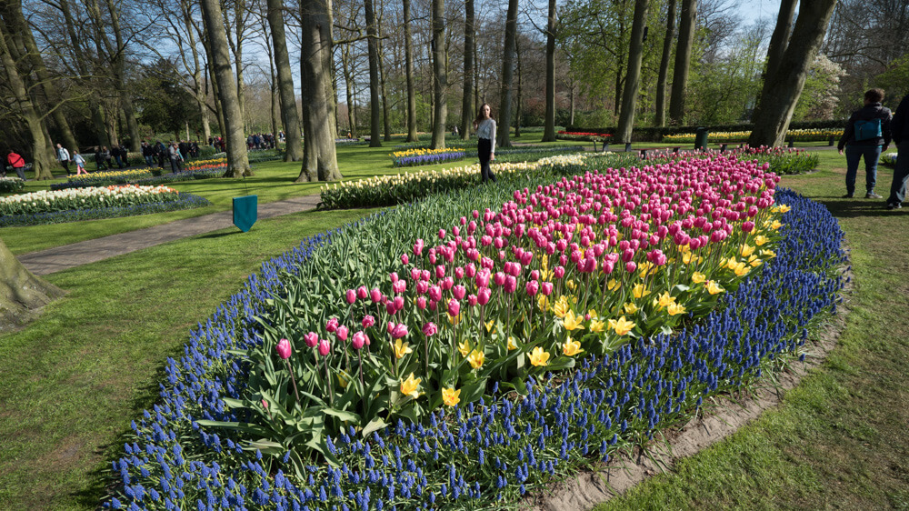 tulips in amsterdam