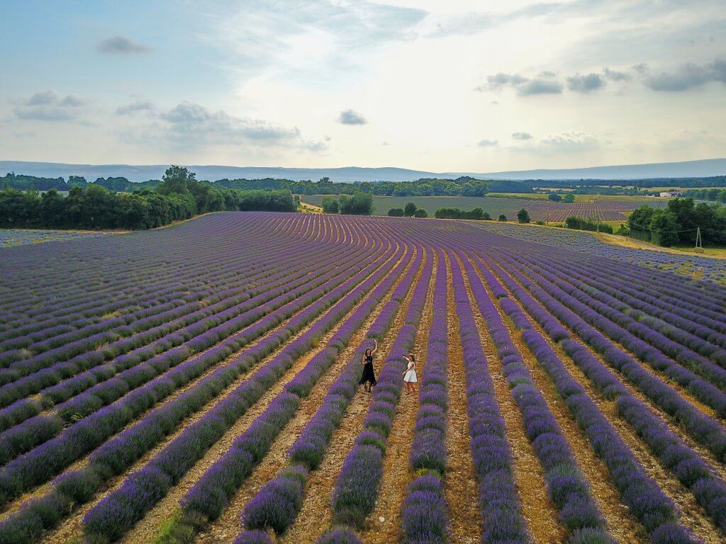 lavender fields provence