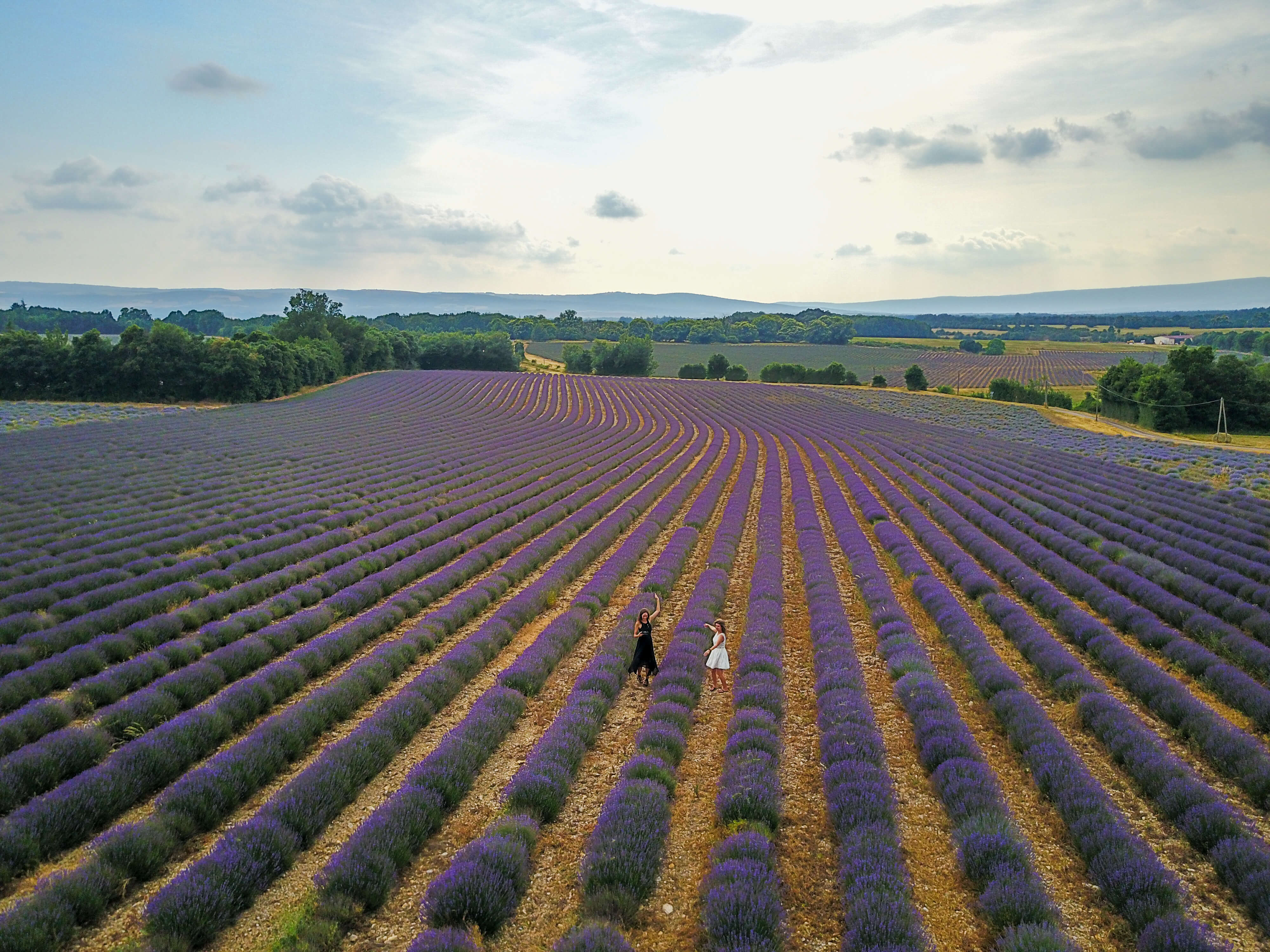 lavender provence