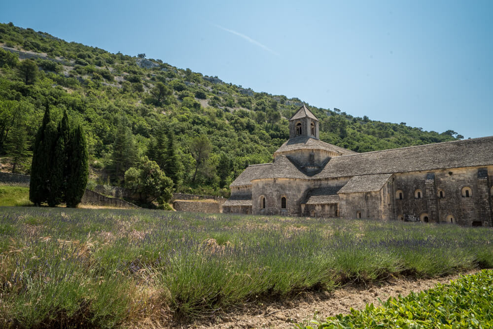 lavender fields provence