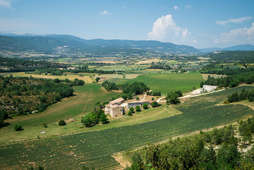 lavender fields provence