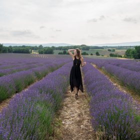 lavender provence