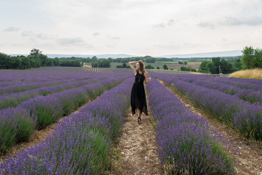 lavender fields provence