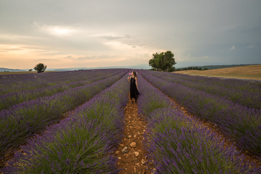 lavender fields provence