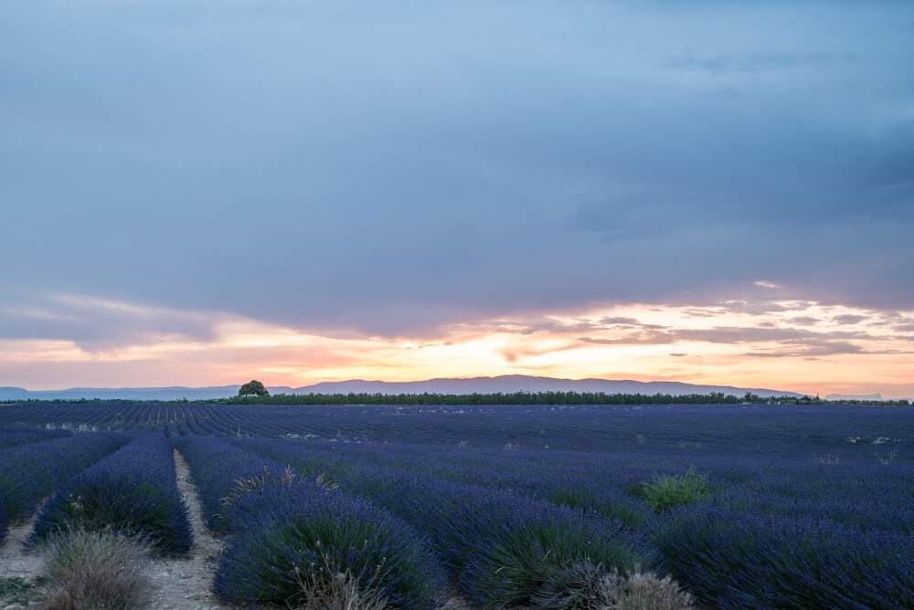 lavender fields provence