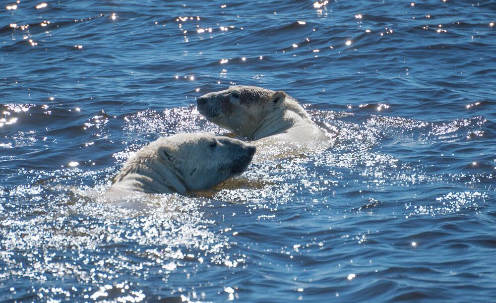 whale watching canada