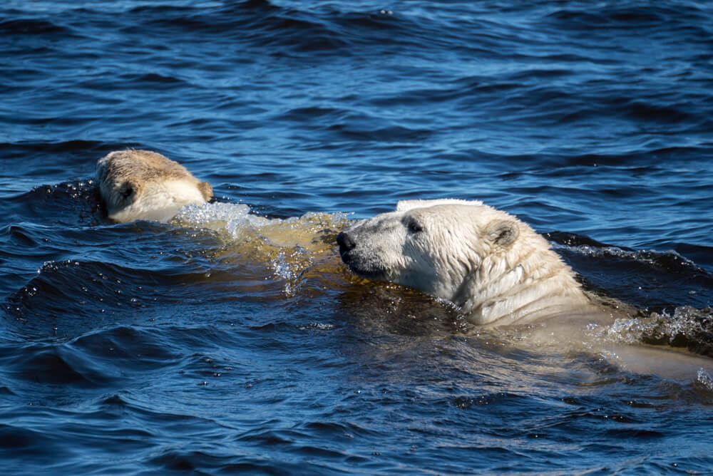 whale watching canada