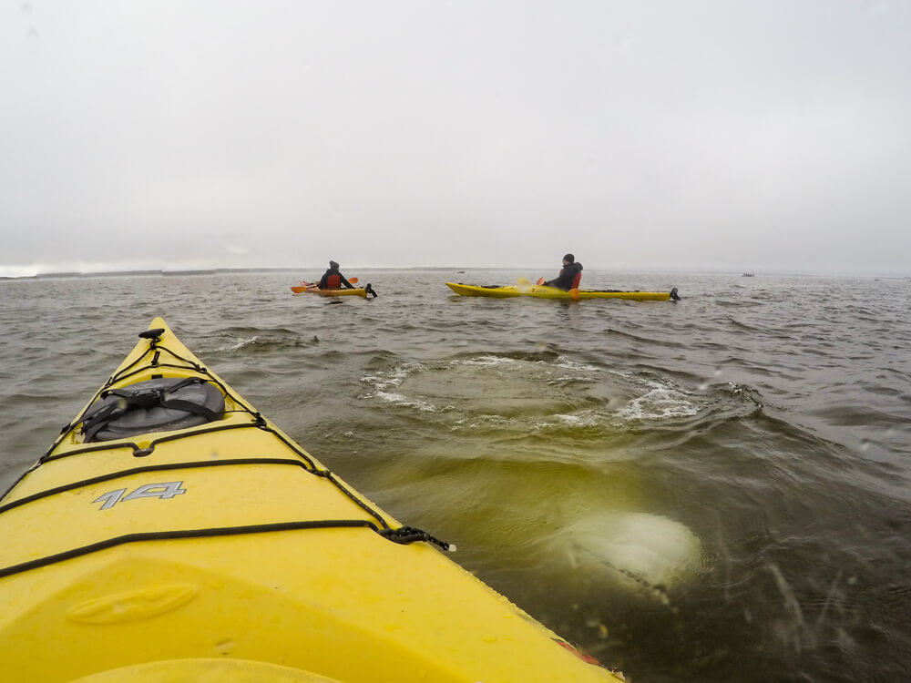 whale watching canada