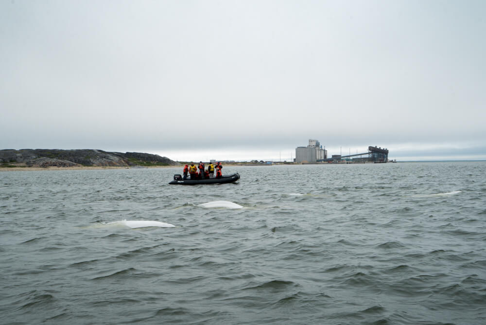 whale watching canada