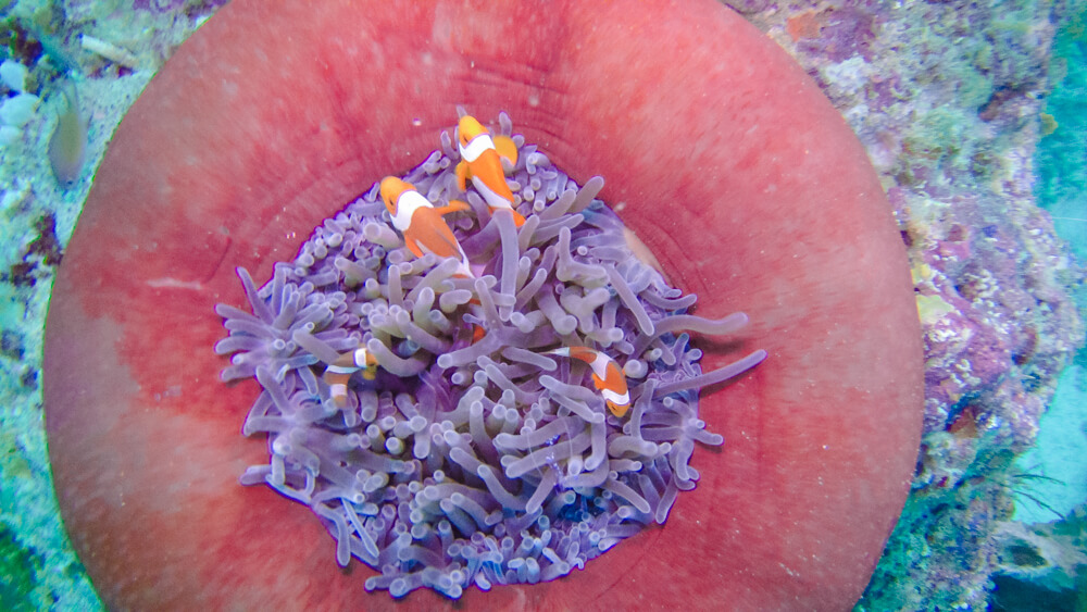 raja ampat diving