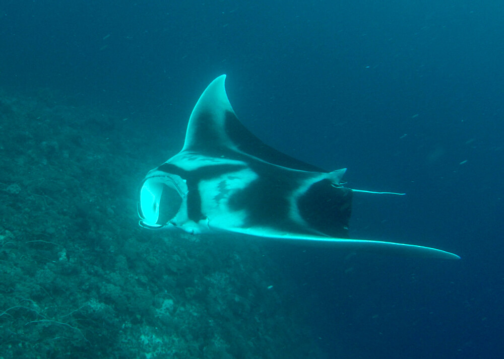 raja ampat