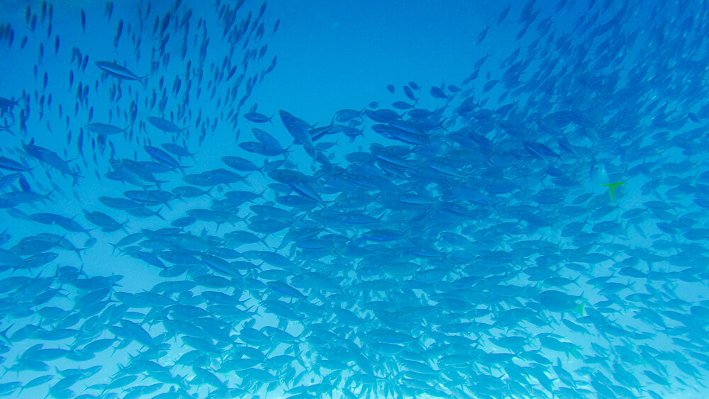 raja ampat