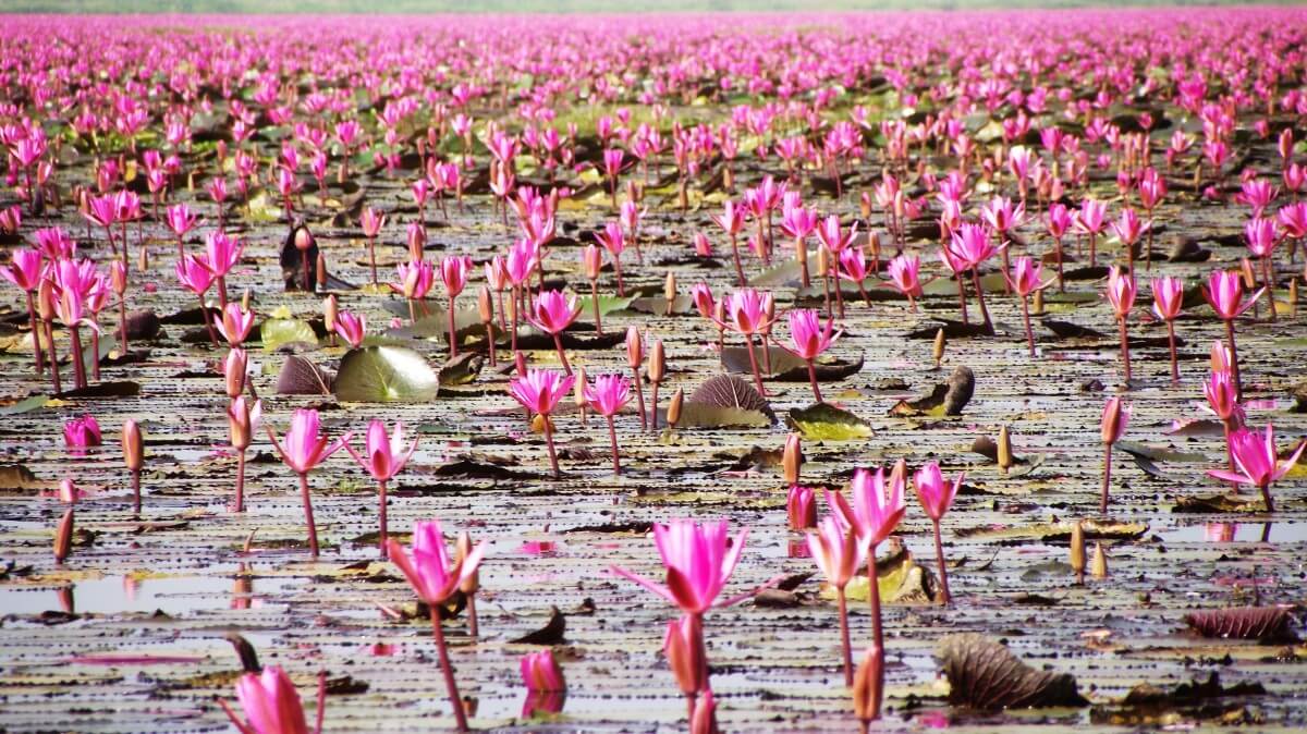 red lotus sea