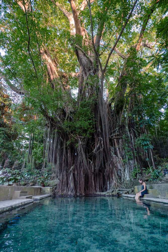 century old balete tree siquijor