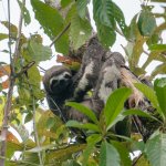 amazon peru