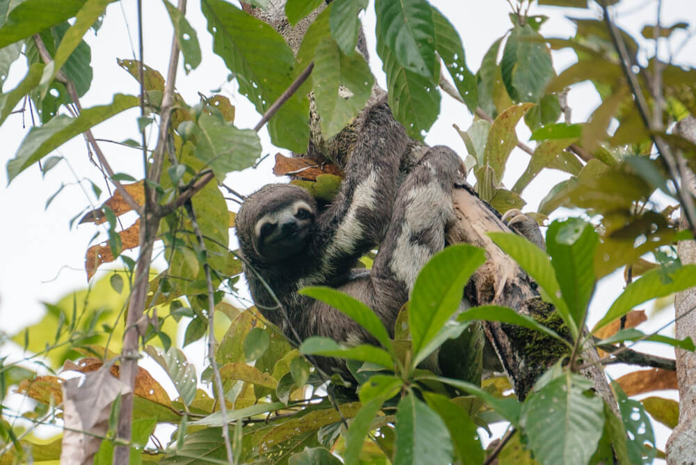 amazon peru