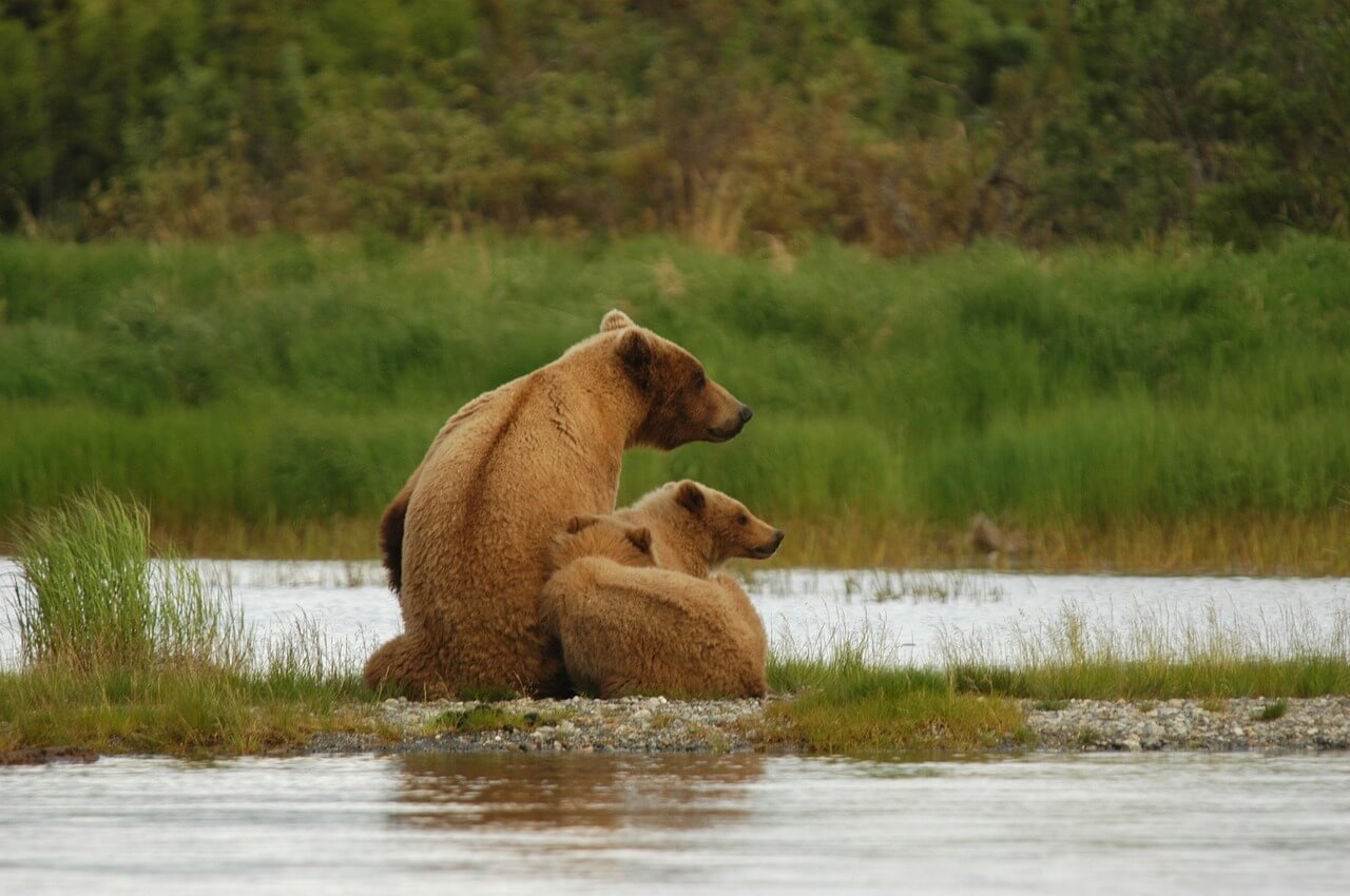 katmai alaska, alaska things to do things to do alaska what to do in alaska