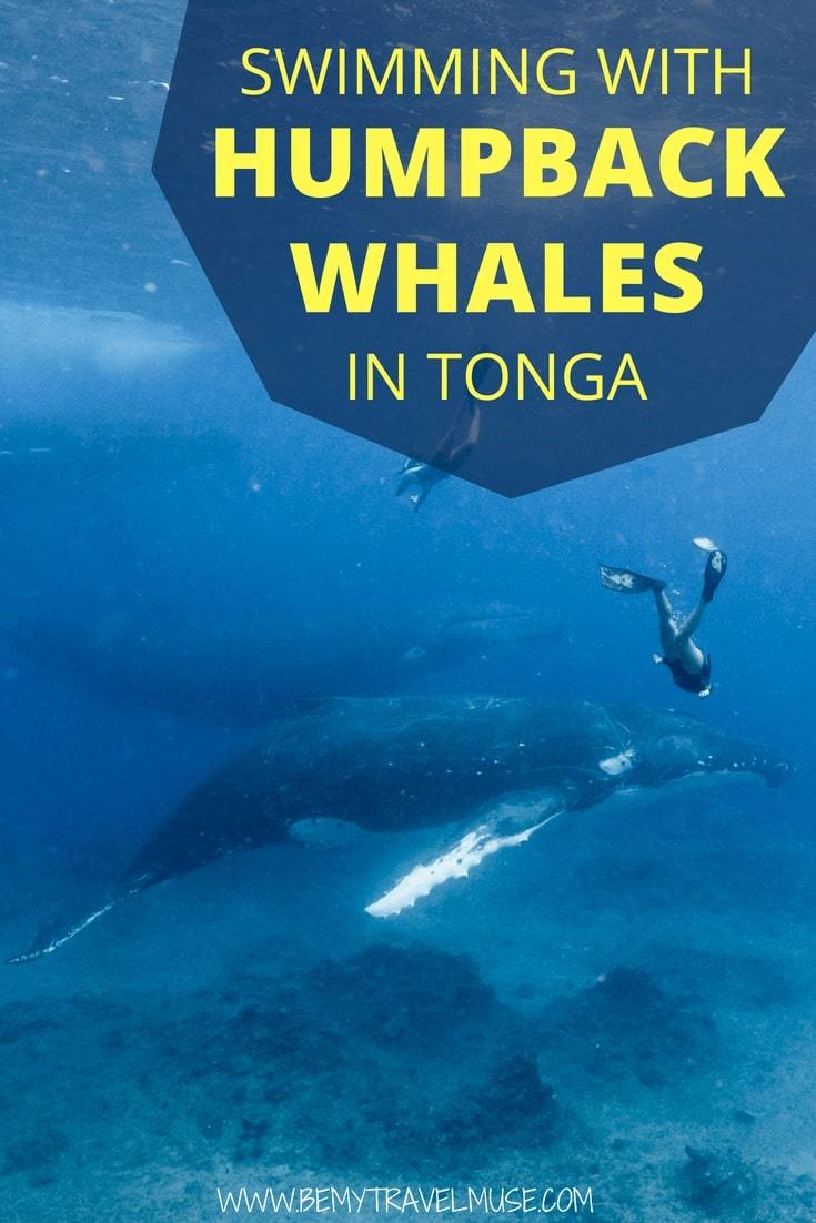 Finally checked "swimming with humpback whales" off my adventurous travel bucket list! This post is full of photos and my attempt to describe my experience swimming with the humpback whales in Tonga #HumpbackWhales #Tonga #Freediving