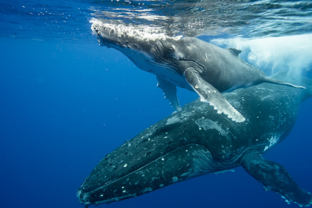 swimming with whales