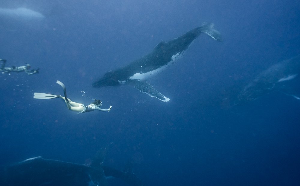 swimming with whales