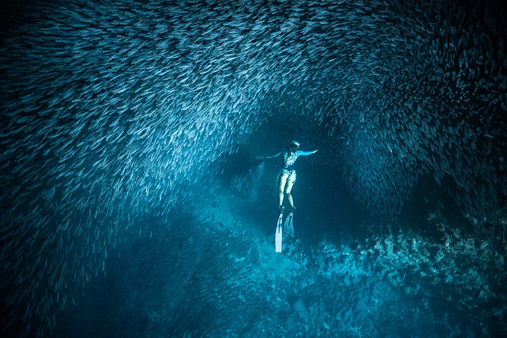 swimming with whales