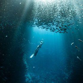 whale swim tonga