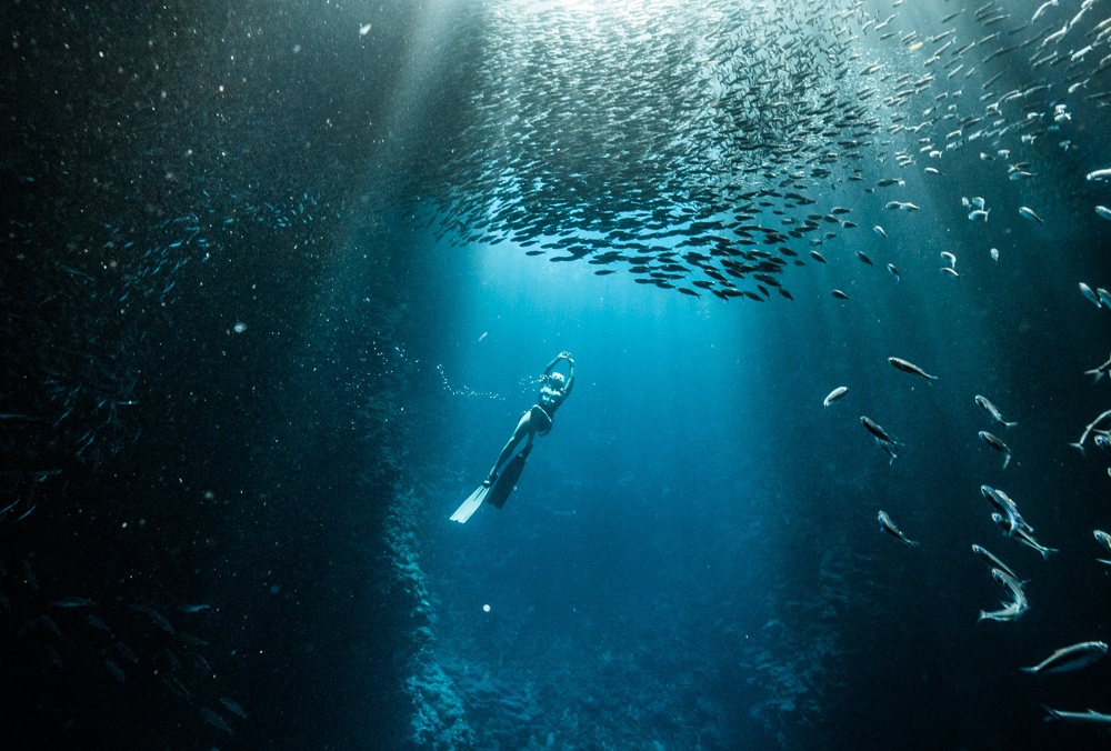 whale swim tonga