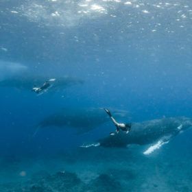 swimming with whales