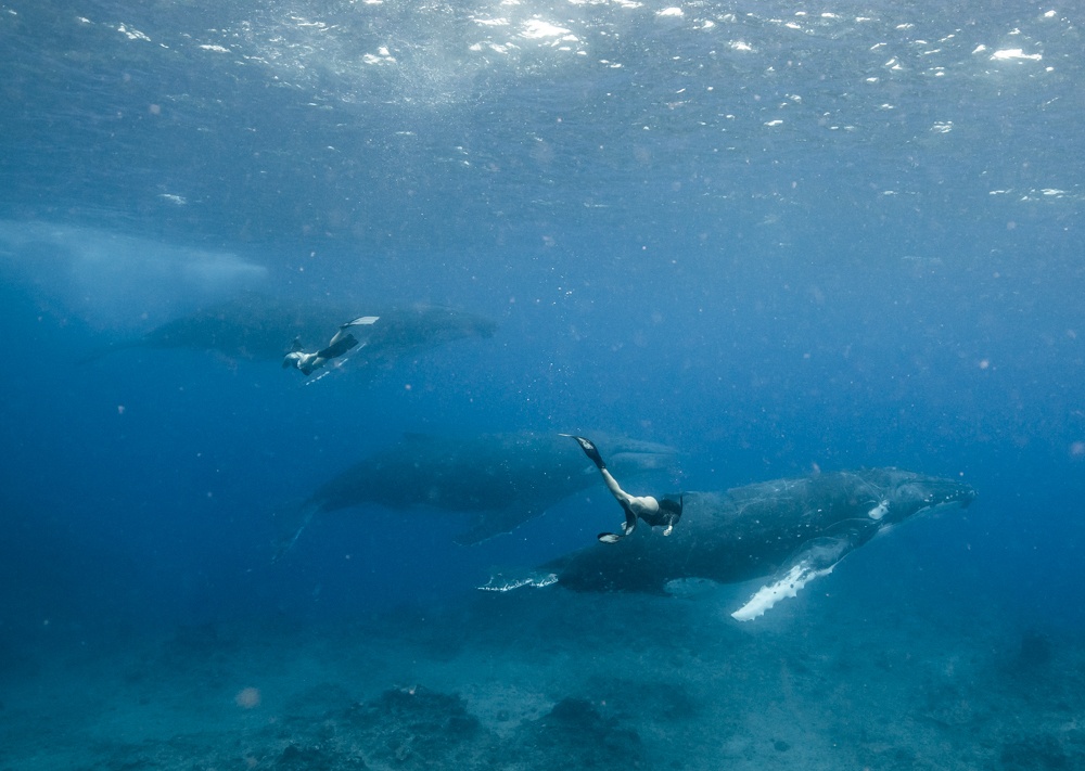 swimming with whales