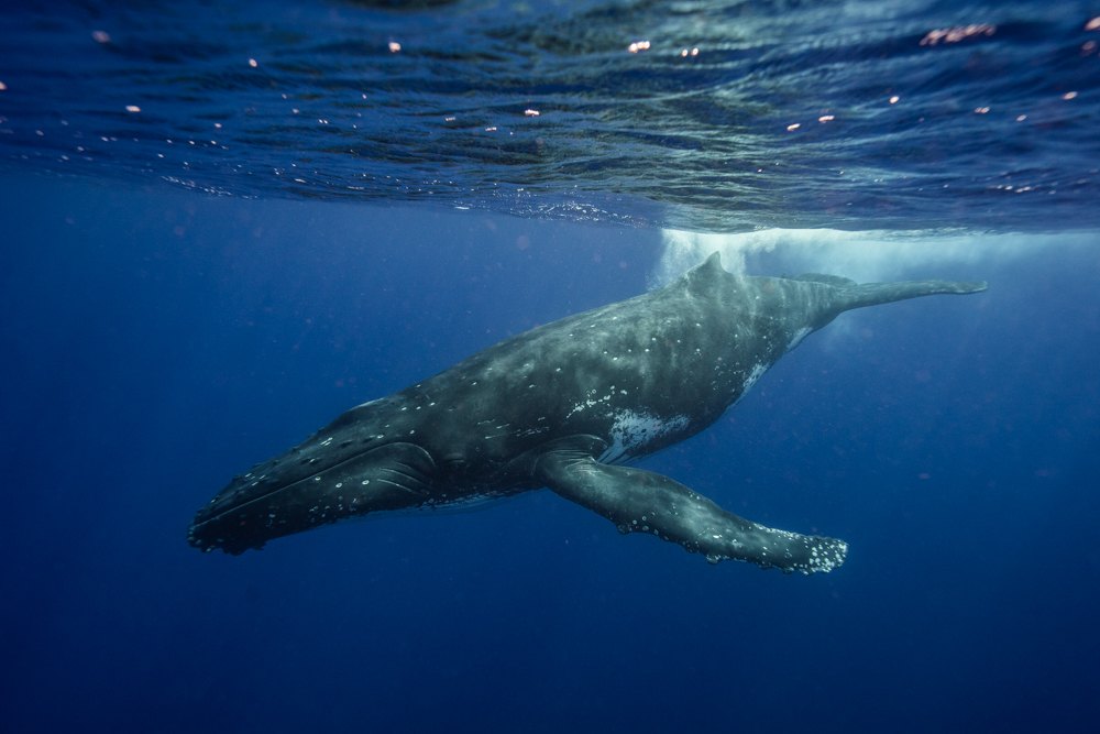 tonga whale swim
