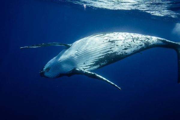 Swimming with Humpback Whales in Tonga